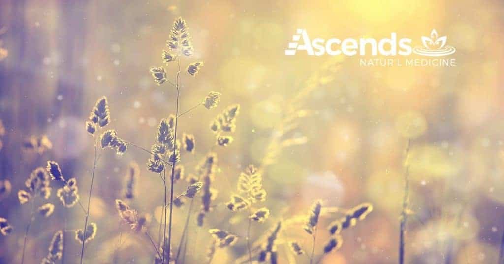 Ascends_Blog_Sunlight